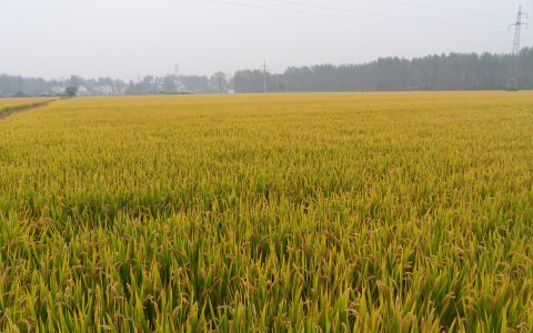 植保無人機的新技能-播種，10分鐘播完5畝地