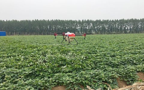 植保無人機紅薯地噴灑農(nóng)藥防治蟲害