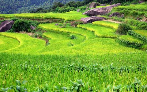 農(nóng)用植保無人機打藥行業(yè)前景如何