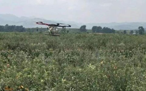 南疆庫車縣用無人機(jī)防止紅棗蜘蛛肆虐