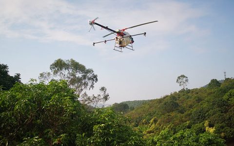 東莞：植保無人機荔枝園飛防作業(yè)