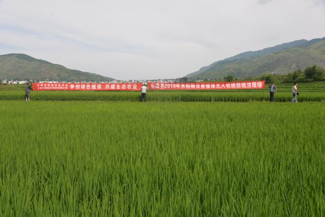 植保無人機(jī)運(yùn)用于農(nóng)作物病蟲害統(tǒng)防統(tǒng)治是我縣今后植保工作中的一項(xiàng)重點(diǎn)推廣的科技措施