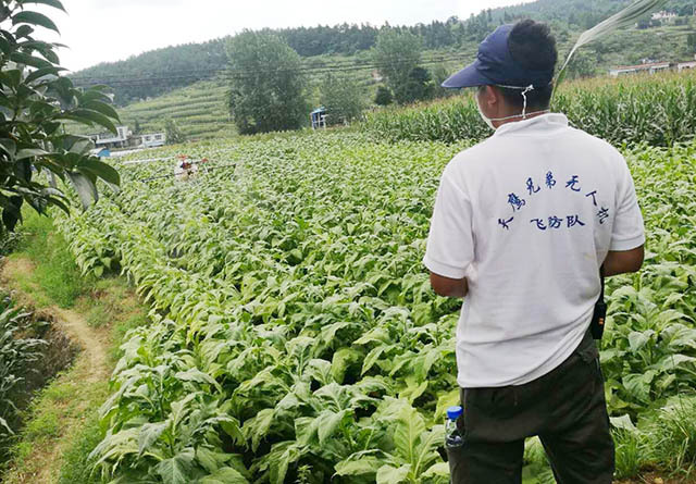 采用植保無人機為千畝煙葉進行植保作業(yè)