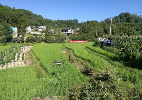 巴南區(qū)植保無人機防治水稻病蟲害