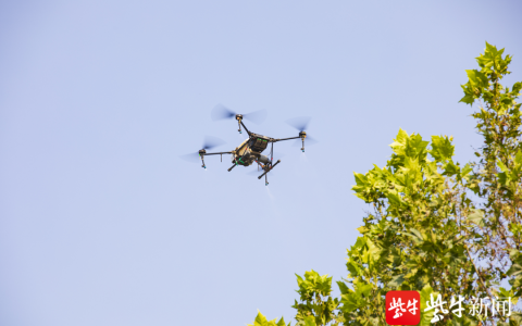 連云港東海：無人機(jī)出動防治美國白蛾（大大提高防治效率和效果。）