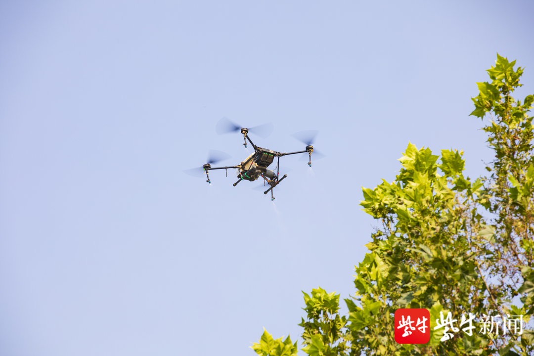 連云港東海：無人機出動防治美國白蛾