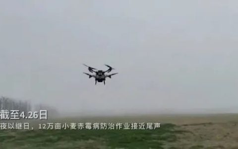 極飛無人機噴灑上海崇明小麥 （極飛無人機防治小麥赤霉?。? loading=lazy title=