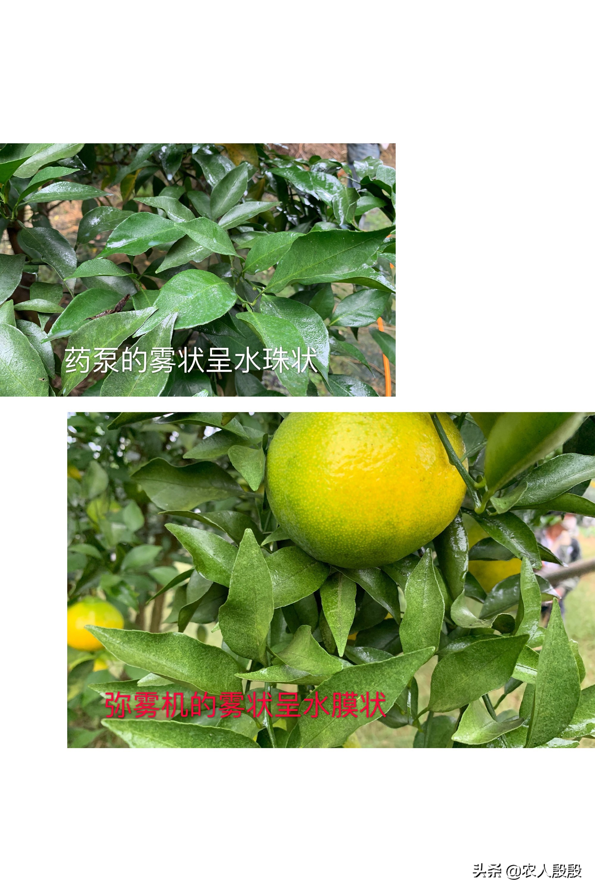 柑橘噴施用藥，2種噴藥機(jī)器對(duì)比，煙霧機(jī)是否會(huì)成為新寵被使用