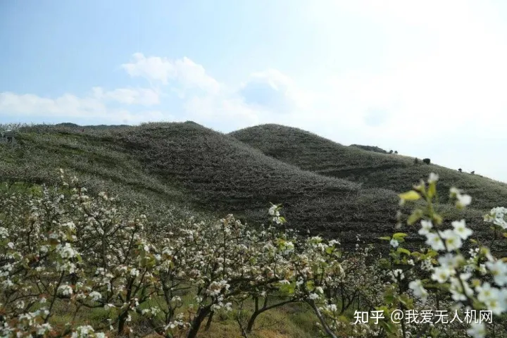 無人機授粉原理 （無人機梨樹授粉作業(yè)流程）